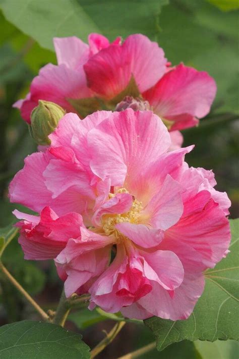 芙蓉是什麼花|木芙蓉 